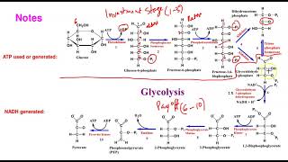 Carbohydrate Metabolism Glycolysis1 [upl. by Willner233]