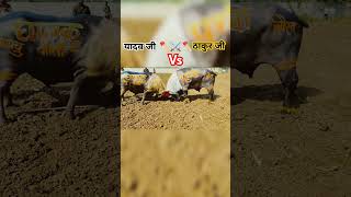 Yadav Ji Vs Thakur Ji youtubeshort bhojpuri shorts shortsfeed tuntunyadav trending [upl. by Lodovico]