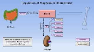 Magnesium Disorders [upl. by Thaddaus526]