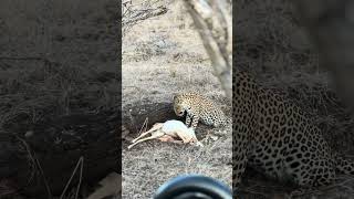 Leopard Plucks Fur from Its Prey [upl. by Adiv]