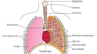 PART2Breathing and exchange of gases ll NCERT Reading [upl. by Hollander]