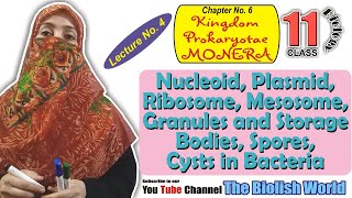 Nucleoid Plasmids Ribosome Mesosome Granules Storage bodies Spores Cysts in bacteria  FSc 1 [upl. by Wan]