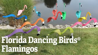 Florida Dancing Birds® Flamingos [upl. by Graf]