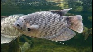 Giant Gourami Fish [upl. by Hinkle]