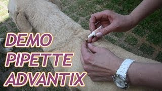 Advantix  Pipettes antipuces et antitiques pour chien [upl. by Phylys]