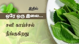 Karpooravalli Health Benefits amp Home Remedies  Tamil Health Tips  Plectranthus Amboinicus [upl. by Ammadis]