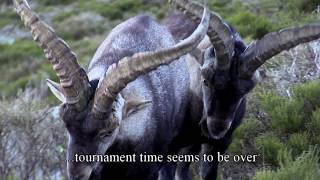 Spanish Ibex promo 2 [upl. by Celestyn]