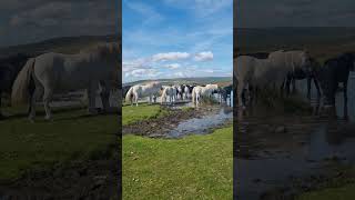 Beautiful wild Horses 🐎 Dartmoor England Dartmoor ponies [upl. by Norred]