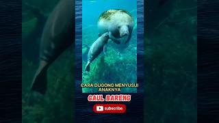 Apa Kamu Tahu  Ini Cara Dugong Menyusui Anaknya shorts dugong duyung [upl. by Harrod]