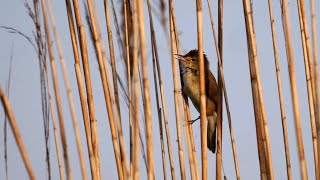 Eurasian Reed Warbler Singing [upl. by Nilpik762]