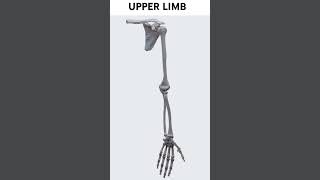 Upper Limb anatomy upperlimb bones [upl. by Lody]