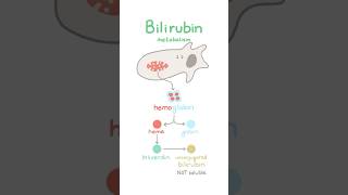 Bilirubin metabolism [upl. by Tabbi]