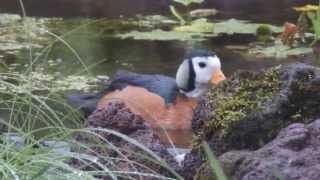 African pygmy geese Nettapus auritus in aviculture [upl. by Raffo]