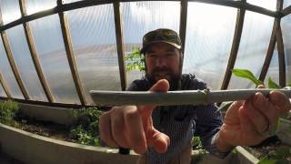 ABC acres How to Propagate Elderberries From Cuttings  episode 050 [upl. by Enywad]