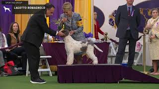 Lagotto Romagnolo  Breed Judging 2020 [upl. by Jeno]