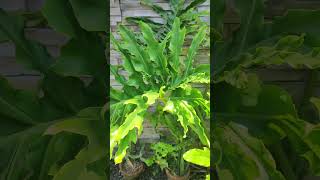 Selloum bigplants gardening highlights fyp selloum [upl. by Eliathan325]