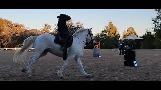 Speed  El Campeon Working Equitation show day 1  Masters Level 7 [upl. by Kirit]