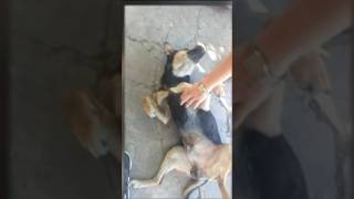 Chiquito un perro que salvo a su dueño y un gatito mientras se quemaba su casa￼ 🤔🐕 shorts [upl. by Odraude343]