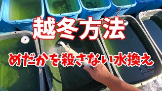 【越冬方法】めだかを殺さない今年最後の水換えをやっていきます。あと養魚場の後片付けですね。安らぎAQUAちゃんねる [upl. by Farmann]