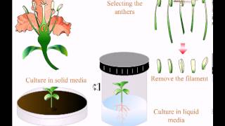 Various types of tissue culture [upl. by Alexander]