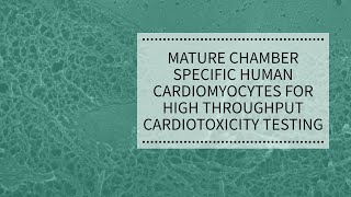 Mature Chamber Specific Human Cardiomyocytes for High Throughput Cardiotoxicity Testing  REPROCELL [upl. by Bree]