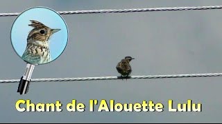 ALOUETTE LULU  Chant [upl. by Mable]