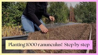 Planting 1000 Ranunculus Corms 🌸 StepbyStep Guide amp Tips for PNW Gardeners  Zone 8b [upl. by Nagirrek194]