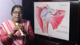 Lecture On Humerus [upl. by Adi]