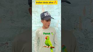 Indian family birds 🦅🤣  Indian birds shorts indian birds shortfeed [upl. by Hpotsirhc969]