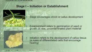 What is Micropropagation [upl. by Ihtak176]