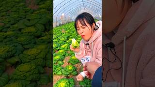 Fresh Green Bok Choy Harvest from Farm  Amazing Fresh Vegetables shorts satisfying [upl. by Lashonde]