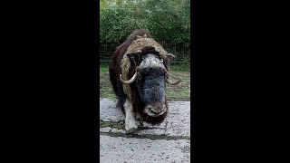 Musk Ox [upl. by Aicel]