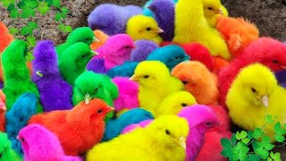 World Cute Chickens Colorful Chickens Rainbows Chickens Cute Ducks Cat RabbitsCute Animals🐤🐣🦆🐟 [upl. by Gael]