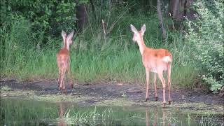 Ree – Capreolus capreolus  Annelies van Klinken [upl. by Garv850]