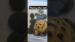 Trunky the Horsefield Tortoise playing after bath 🛁 shorts pets happy animals funny [upl. by Gnek]