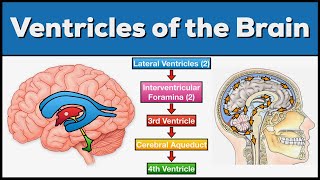 Ventricles of the Brain Anatomy and Cerebrospinal Fluid CSF Circulation [upl. by Nata288]