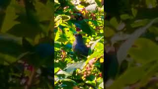 Grey Catbird is excited nature bird catbird wildlife [upl. by Pernick]