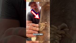 Extremely satisfying horse chestnut removal 😱 shorts oddlysatisfying [upl. by Giess]