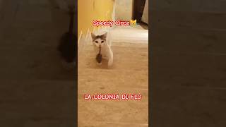 Abbiamo Trovato Una Gatta Veloce Come Speedy Gonzales Guarda [upl. by Inalan202]