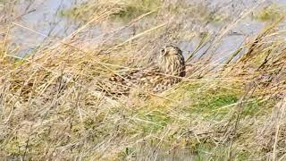 Short Eared Owl Marshside 29321 [upl. by Dott]