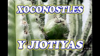 XOCONOSTLES se dan después de las pitayas y son sabrosas [upl. by Patti]