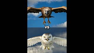 Snow owl vs Vultures vs  eagle falcon crow owl seagull Duck toucan bird Macow pigeon [upl. by Hairakcaz]