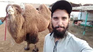 Bactrain Camels  First Time In Pakistan  Camel Videos [upl. by Icyaj]