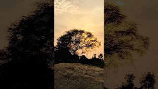 प्रकृति की सुंदर्यता beauty of nature viral shorts ytshorts short nature [upl. by Lewls]