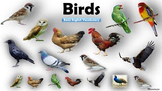 Birds Name  Birds Name in English  Basic English Learning  Unit  10 [upl. by Roon711]