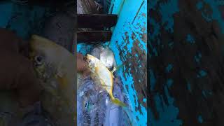 Ganda ng buena mano fishing seafood freshseafoods fish shortvideo shorts sho [upl. by Chassin]