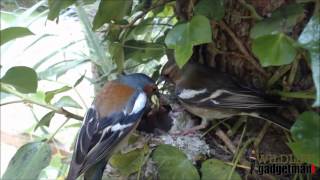 Chaffinch Nest May 2015 [upl. by Stuckey207]