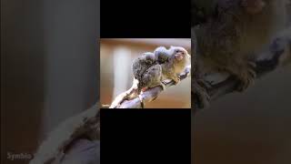 Pygmy Marmoset Monyet Terkecil di Dunia [upl. by Island]