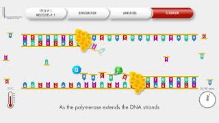 Animated PCR Real Time qPCR procedure [upl. by Ebbie]