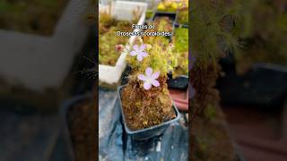 Drosera scorpioides drosera droserapigmea plantacarnivora plantascarnivoras [upl. by Huskamp]